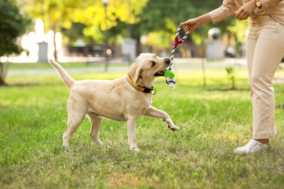 Parks, Trails, and Dog-Friendly Hangouts in Charleston, SC